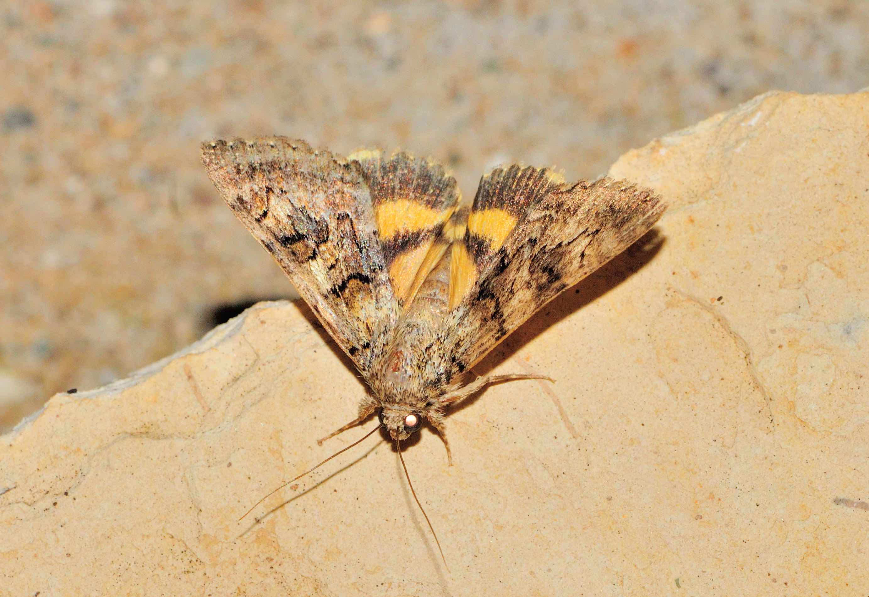 Lepidoptera dell''isola di Lefkada: Catocala eutychea